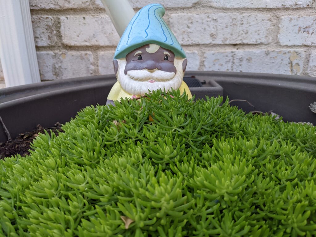 A garden gnome surrounded by green succulents.